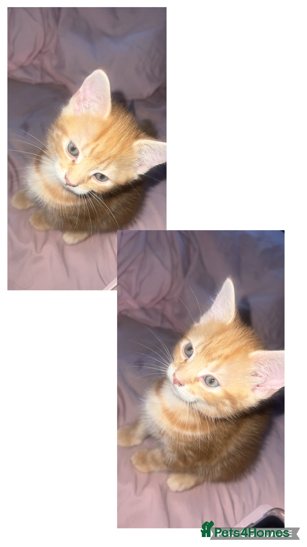 Mixed Breed cats kittens - Advert 1