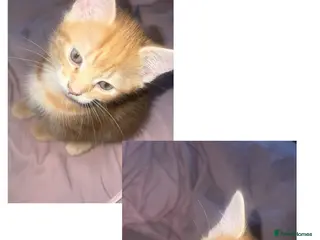 Mixed Breed cats kittens - Advert 1