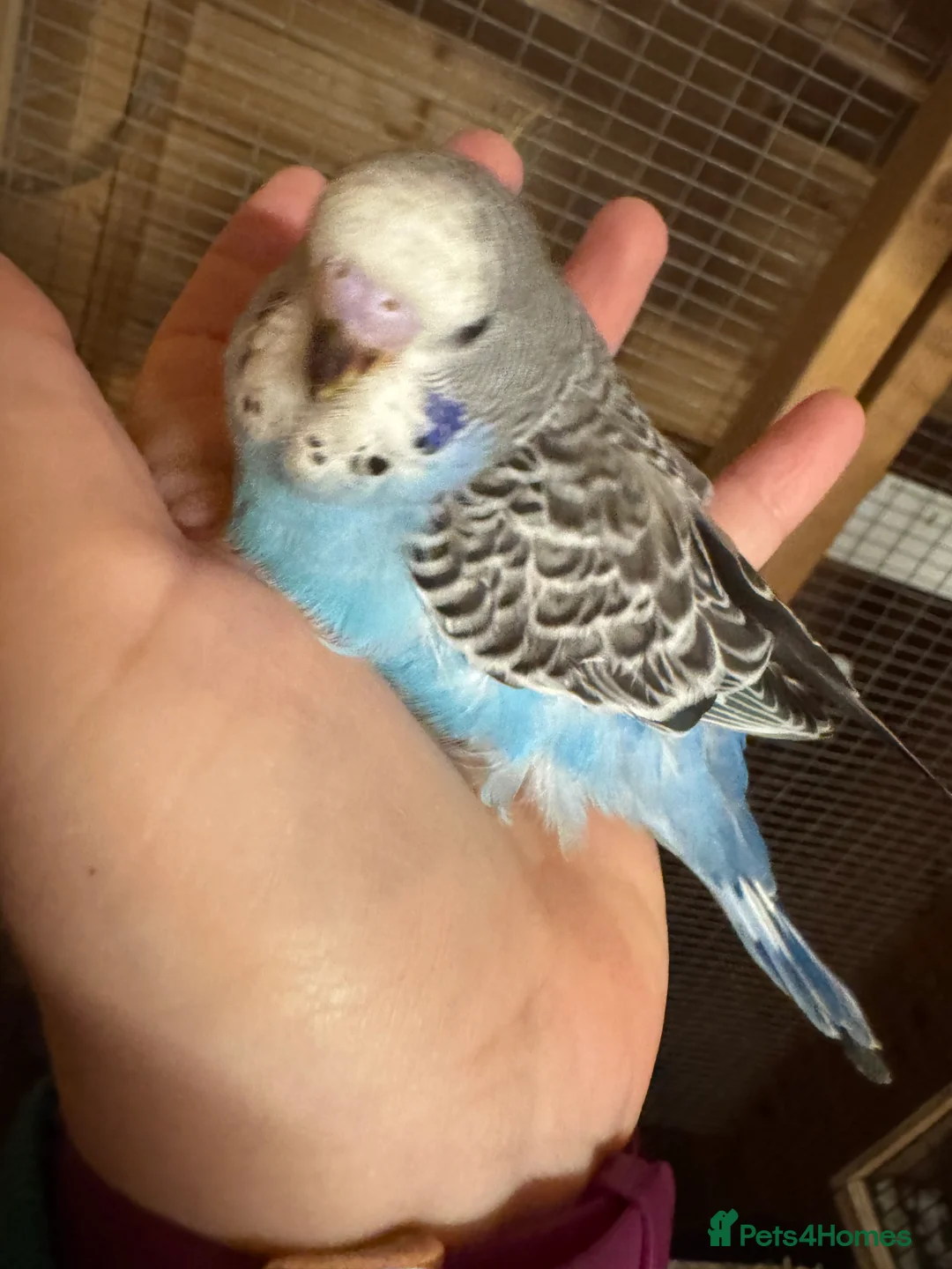 Budgerigars birds for sale: Hand tame baby budgies  - Advert 1