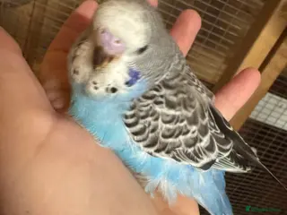 Budgerigars birds Hand tame baby budgies - Advert 2