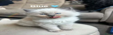 Ragdoll Kitten 1
