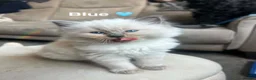 Ragdoll cats for sale: 🩵5 Beautiful Bluepoint Ragdolls for sale🩵 - Advert 8