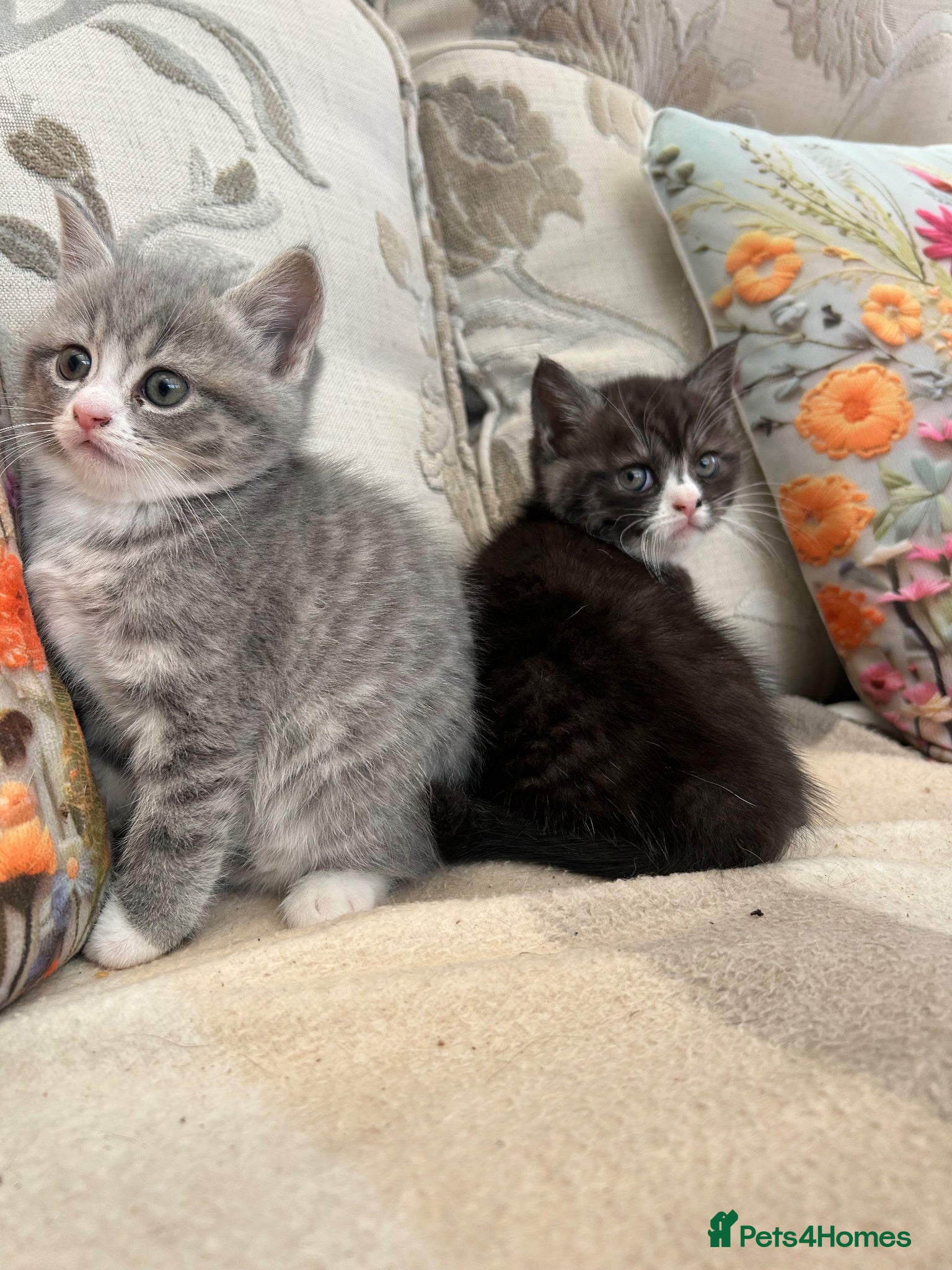 Mixed Breed cats Exotic cross  - Advert 15