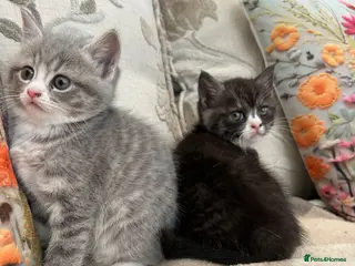 Mixed Breed cats Exotic cross - Advert 4
