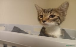 Tibetan cats for sale: Tabby kitten for sale - Image 5