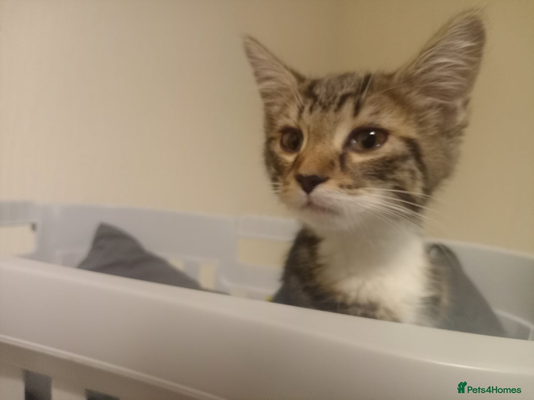 Tibetan cats for sale: Tabby kitten for sale - Image 5