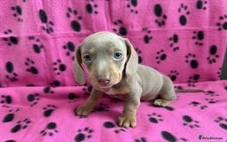 Miniature Dachshund dogs for sale: Gorgeous miniature dachshund puppies - Image 19