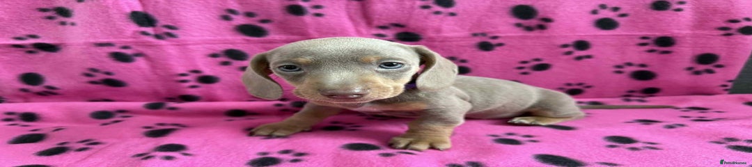 Miniature Dachshund Puppy 5