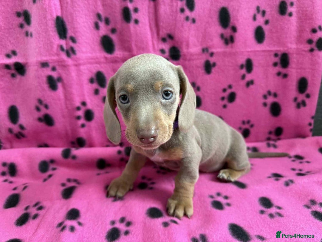 Miniature Dachshund dogs for sale: Gorgeous miniature dachshund puppies - Image 19