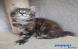 Maine Coon cats for sale: Maine Coon Kittens Tortie/Torbie Russian lines - Image 25