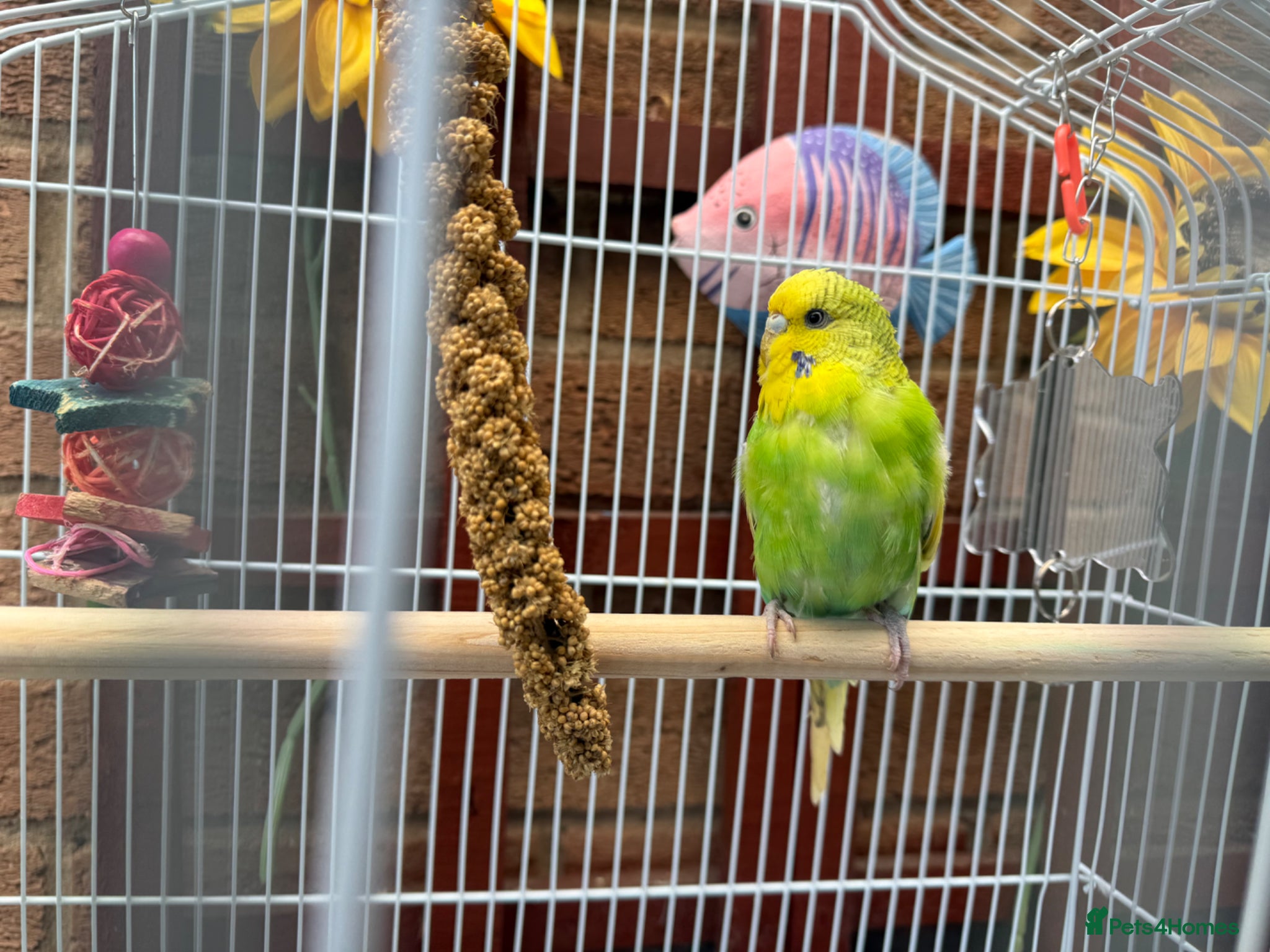 Budgerigars birds Beautiful young budgie with cage/accessories - Advert 2