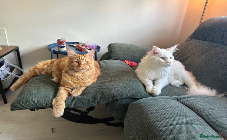 Maine Coon cats - Advert 2