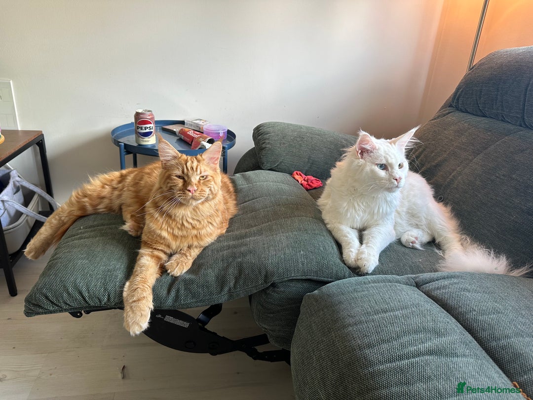 Maine Coon cats for sale: Two pure breed pedigree 1 year old Maine Coons  - Image 1