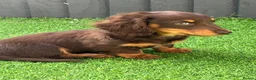 Miniature Dachshund dogs for sale: Sunny fluffy miniature dachshund - Advert 7