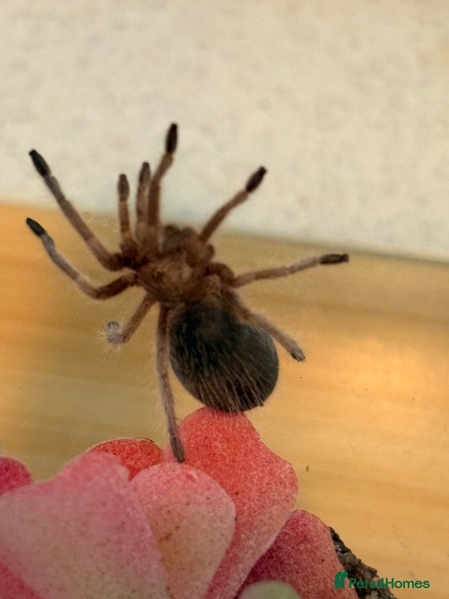 Tarantulas invertebrates Chile rose pumpkin patch plus enclosures - Advert 1