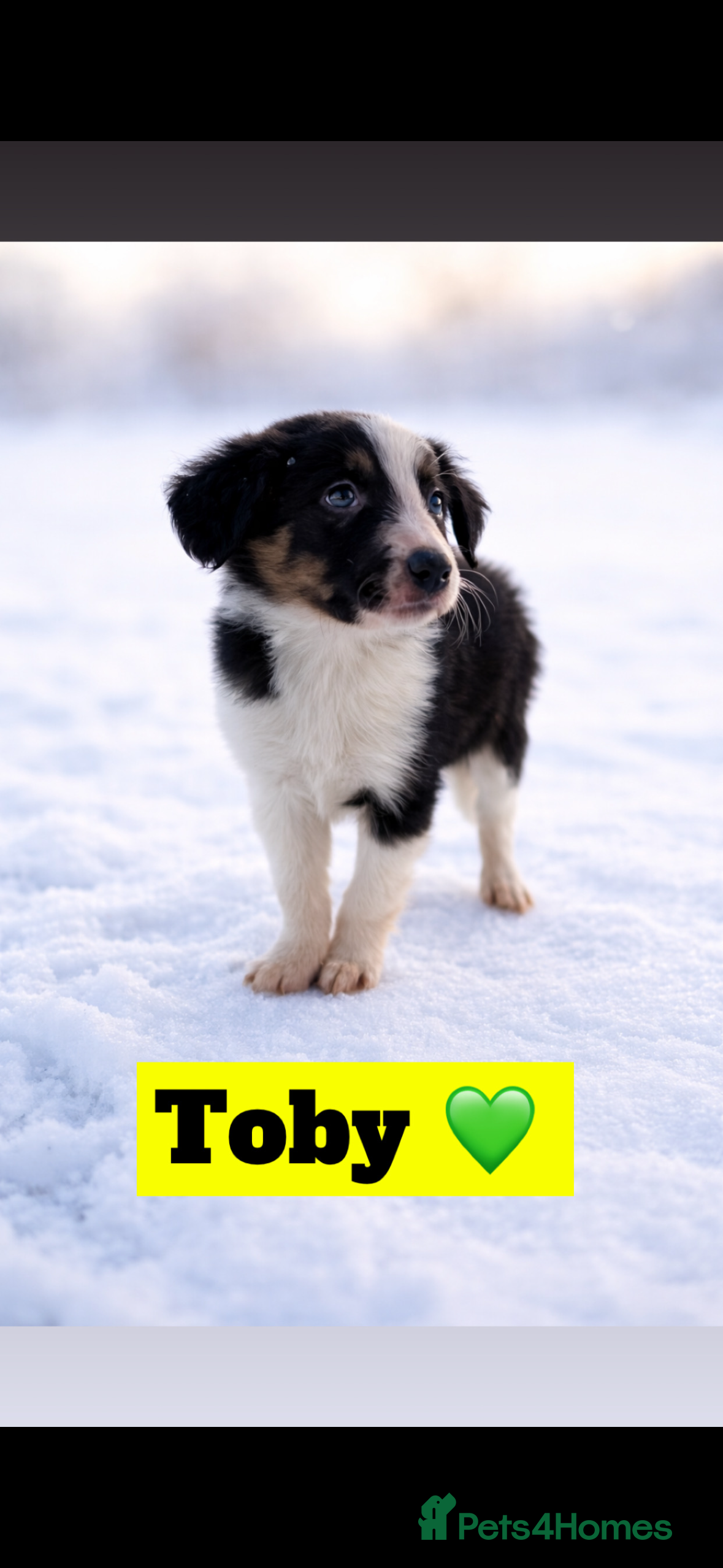 Border Collie dogs Ready to leave, health checked border collies  - Advert 1