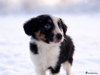 Border Collie dogs Ready to leave, health checked border collies - Advert 1