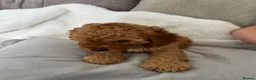 Cockapoo dogs for sale: Adorable out standing health checks - Advert 15