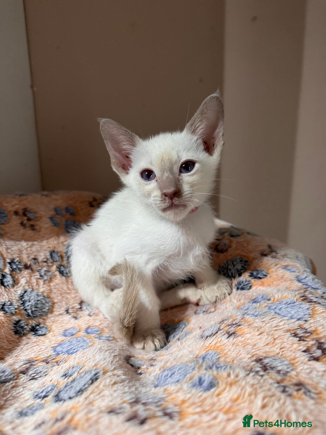 Siamese cats for sale: 4 adorable lilac and chocolate point Siamese  - Advert 12
