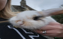 Mini Lop rabbits for sale: Mini Lops LAST DOE LEFT - Advert 3