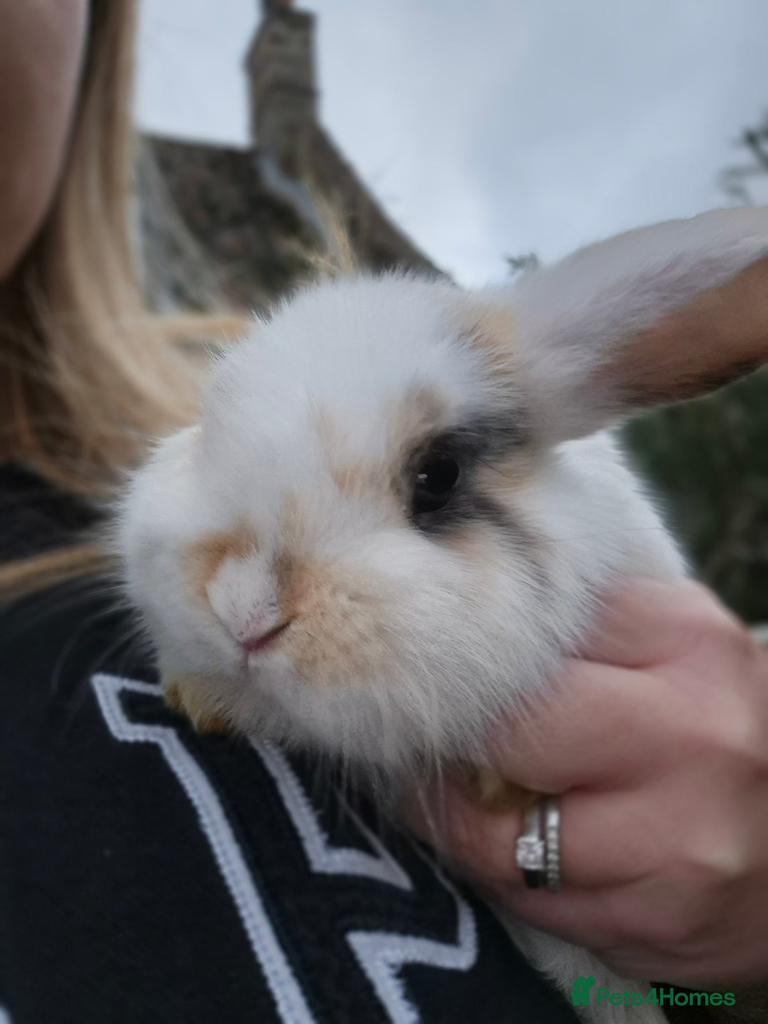 Mini Lop rabbits for sale: Mini Lops LAST DOE LEFT - Advert 3