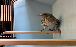 Finches birds for sale: juvenile goldfinches available! 2025 bbc rung!  - Image 5