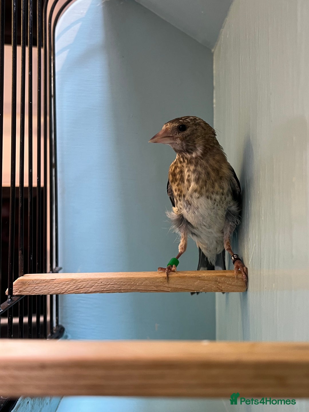 Finches birds for sale: juvenile goldfinches available! 2025 bbc rung!  - Image 5