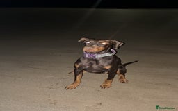 Dobermann dogs for sale: Doberman - Image 1