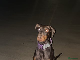 Dobermann dogs for sale - Advert 1