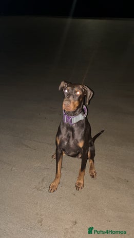 Dobermann dogs - Advert 1