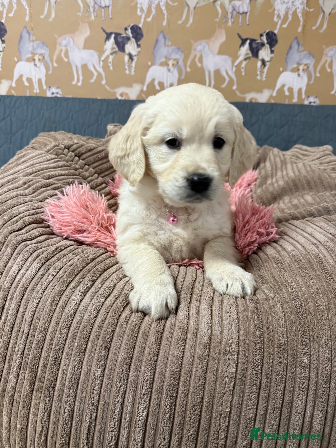 Golden Retriever dogs for sale: Kc registered DNA clear Golden Retriever Puppies - Advert 3