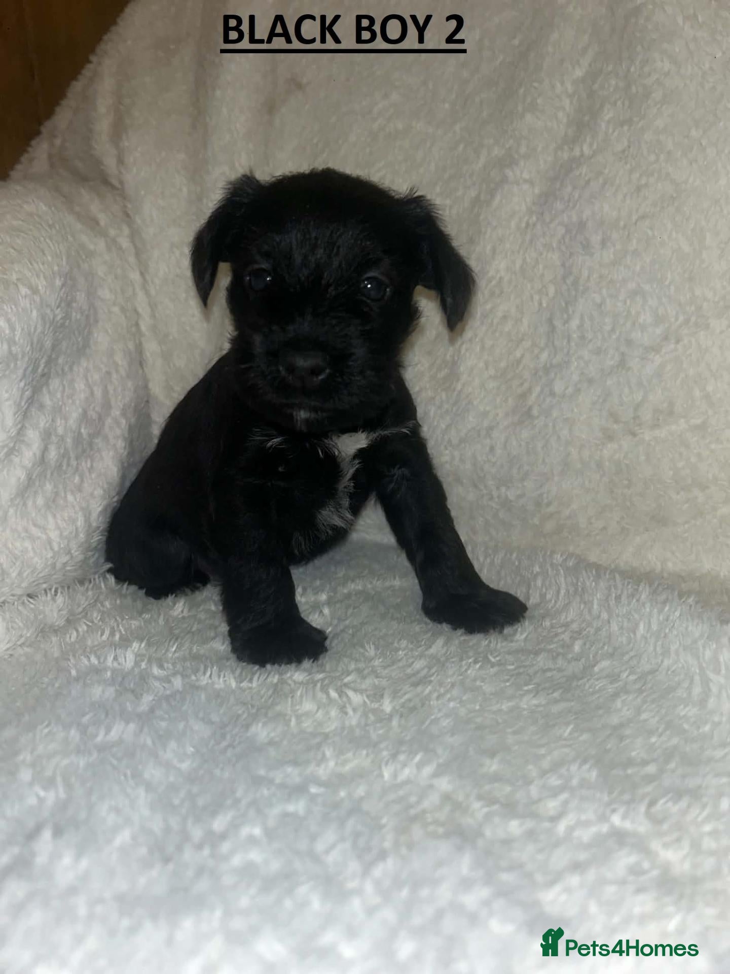 Miniature Schnauzer dogs KC Registered Miniature Schnauzer Puppies - Advert 13