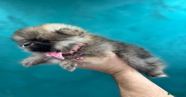 Pomeranian dogs Last KC girl and boy left,ready to leave Monday! - Advert 5