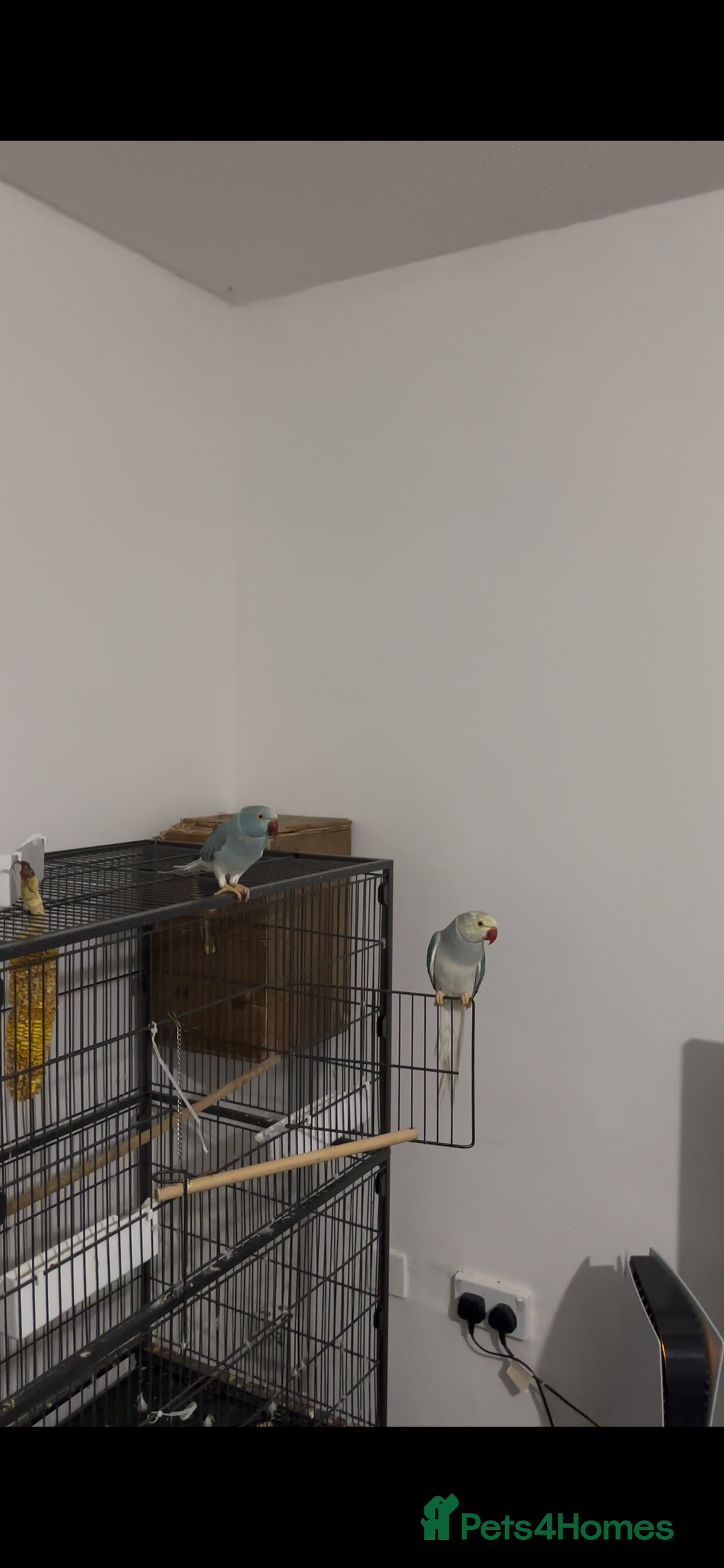 Ringnecks birds for sale: Breeding pairs of Indian ring neck BLUE - Advert 2