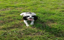 English Springer Spaniel dogs for sale: Stunning black and white springer spaniel puppies  - Image 7