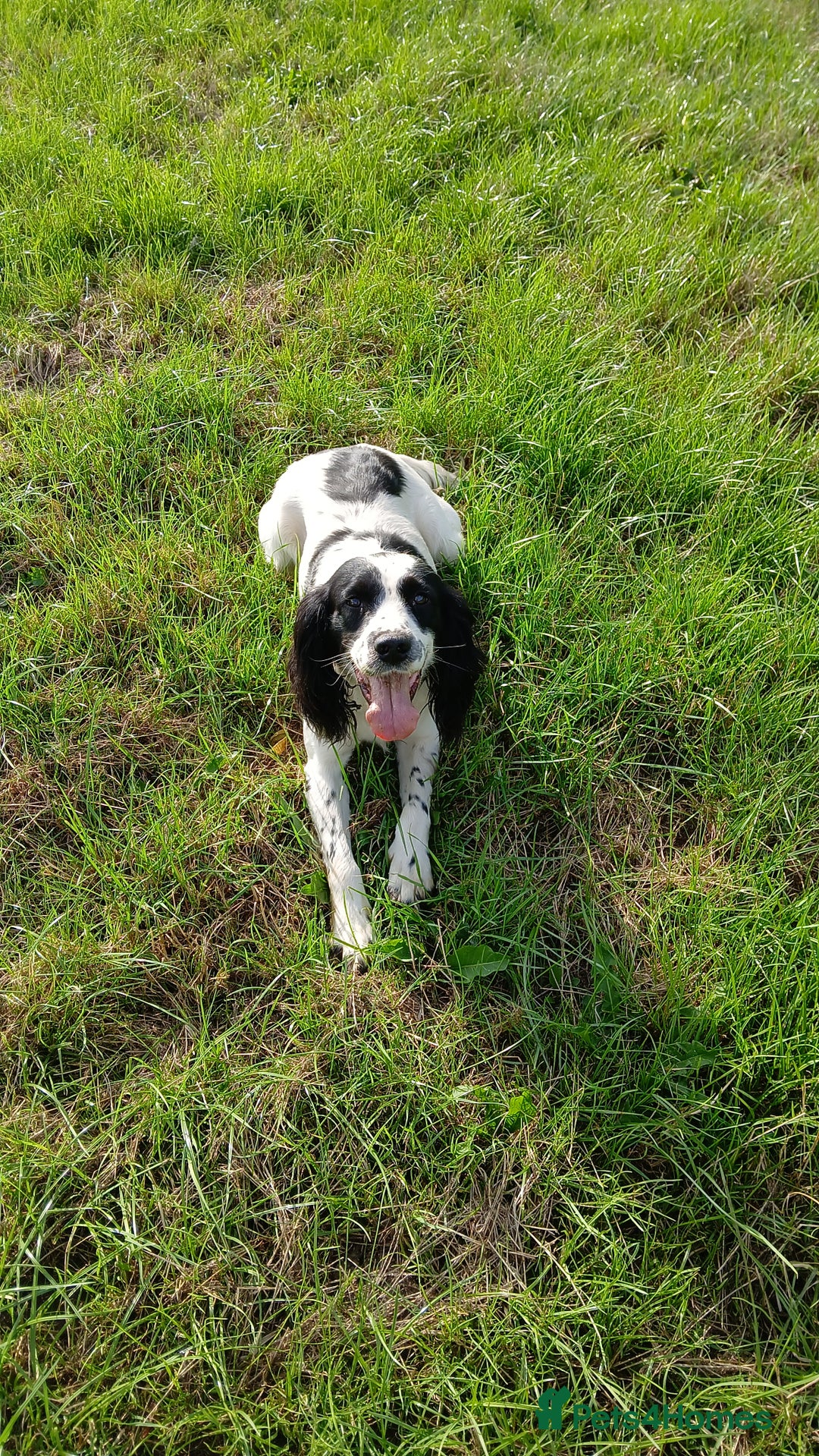 English Springer Spaniel dogs for sale: Stunning black and white springer spaniel puppies  - Image 7
