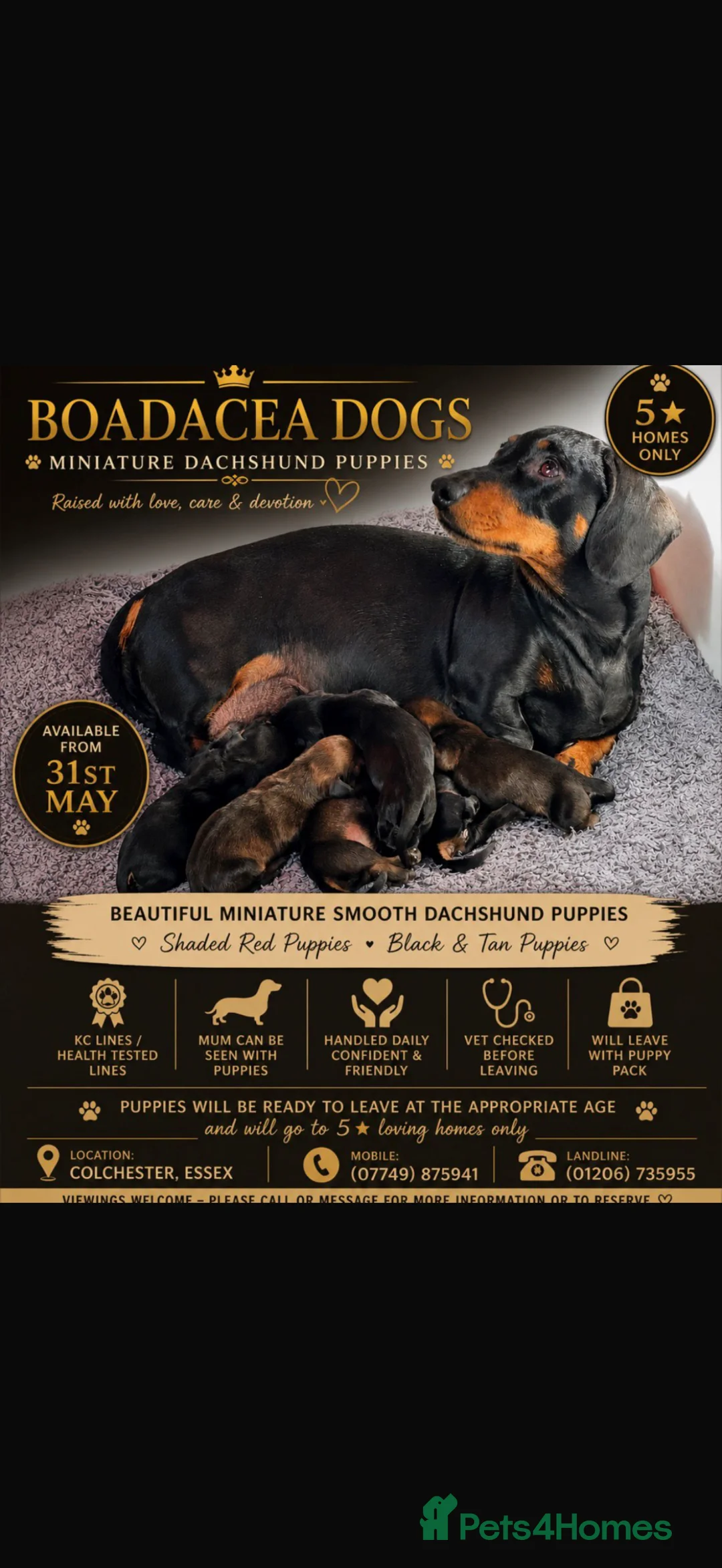 Miniature Dachshund dogs for sale: Miniature Smooth KC reg quality pups  - Advert 1