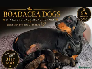 Miniature Dachshund dogs Miniature Smooth KC reg quality pups - Advert 2