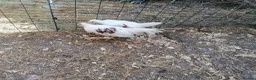 Chickens poultry for sale: Young pair of Yokohamas - Red Saddle - Rare breed - Advert 3