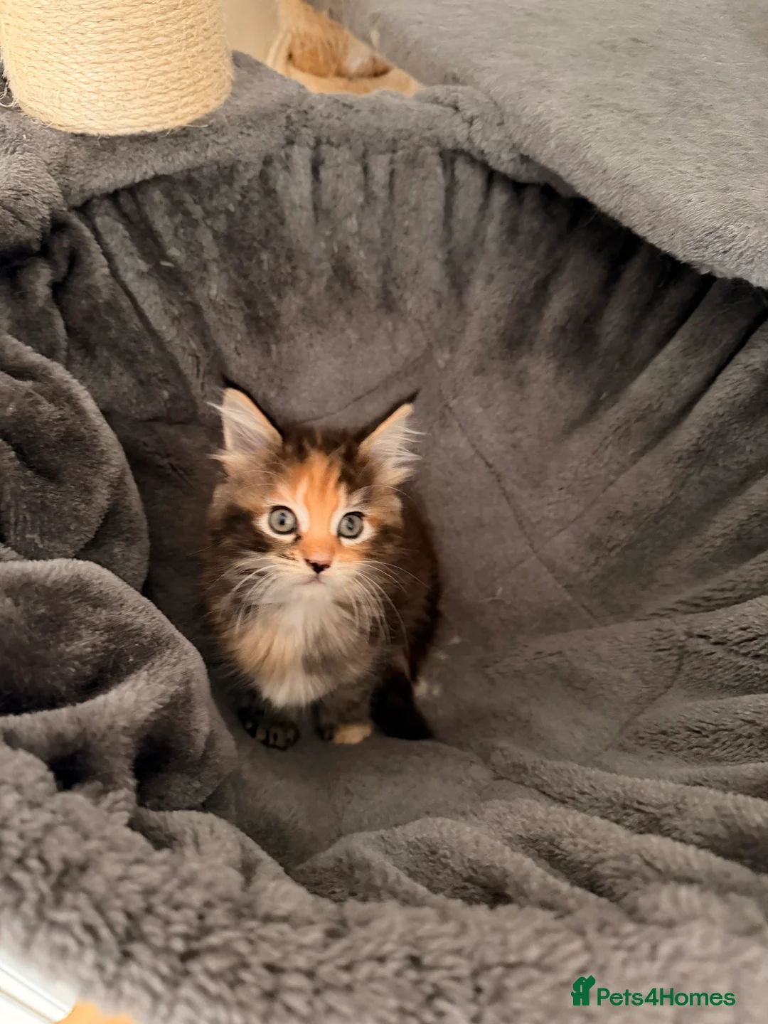 Maine Coon cats for sale: Maine coon kittens - Advert 35
