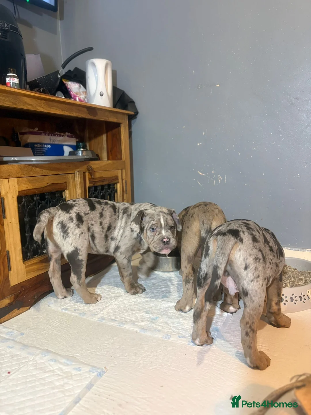 Olde English Bulldogge dogs for sale: Olde English bulldogges generational  - Advert 39