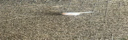 Canaries birds for sale: 12 canaries & 8 finches - Advert 4