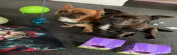 Mixed Breed dogs for sale: Shih Tzu x French Bulldog for sale - Advert 10