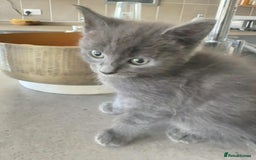 Mixed Breed cats for sale: Beautiful Litter of 4 kittens  - Image 19