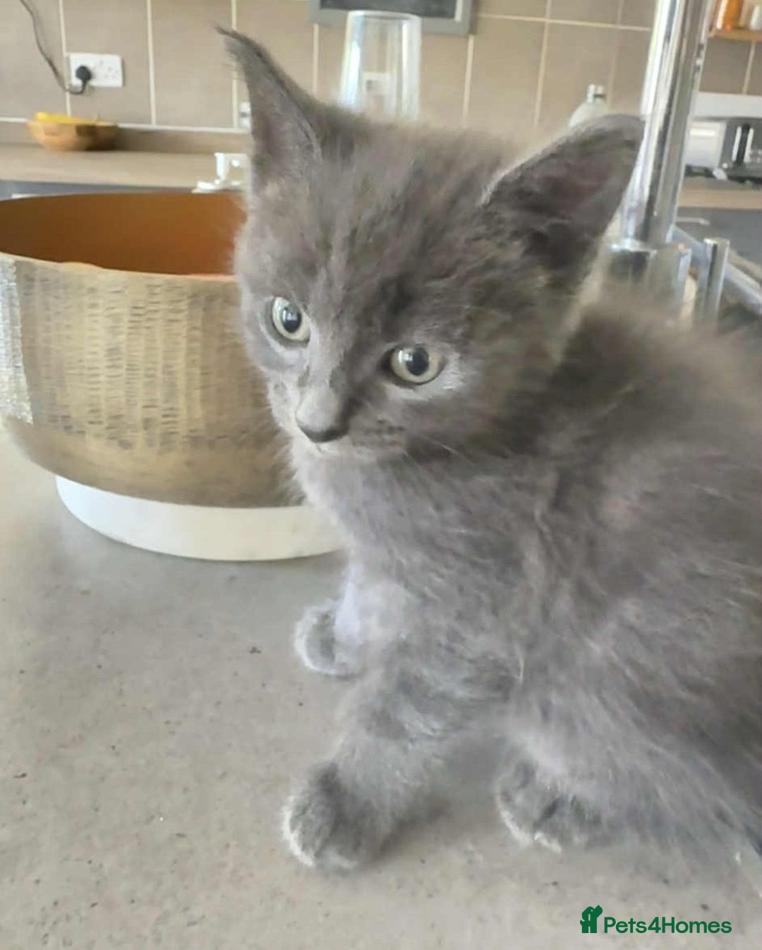 Mixed Breed cats for sale: Beautiful Litter of 4 kittens  - Image 19