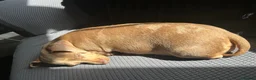 Miniature Dachshund dogs for sale: 3 year old dachshund female  - Advert 4