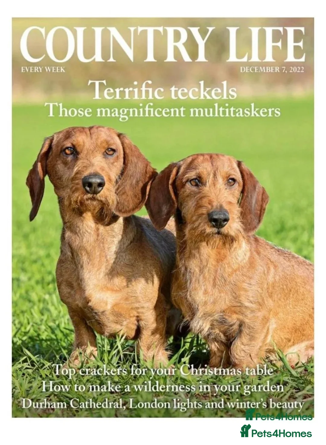 Dachshund dogs for sale: Amazing wirehaired dachshunds puppies  - Advert 1