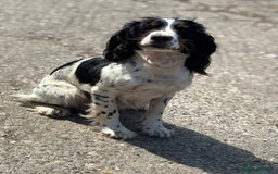 Cocker Spaniel dogs for sale: Gorgeous Blue Roan Cocker Spaniel Puppies  - Image 9