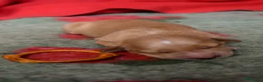 Golden Retriever 3