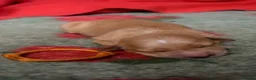 Golden Retriever dogs for sale: Working Golden Retriever Puppies - Advert 22